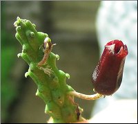 Echidnopsis squamulata